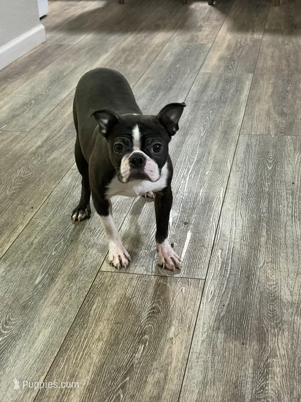 Angie – Boston Terrier puppy for sale in Merced, CA