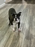 Angie, a female Boston Terrier for sale in Merced, CA – 1 of 4