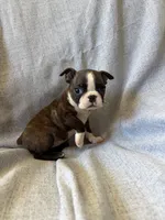 Annie, a female Boston Terrier for sale in Merced, CA – 3 of 5