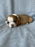 Cherry, a female Boston Terrier for sale in Merced, CA – 6 of 7