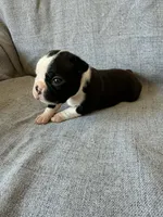 Allie, a female Boston Terrier for sale in Merced, CA – 2 of 7