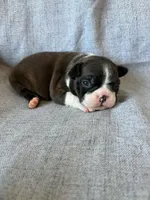 Bonnie, a female Boston Terrier for sale in Merced, CA – 3 of 7