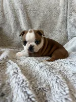 Dexter , a male Boston Terrier for sale in Merced, CA – 4 of 6