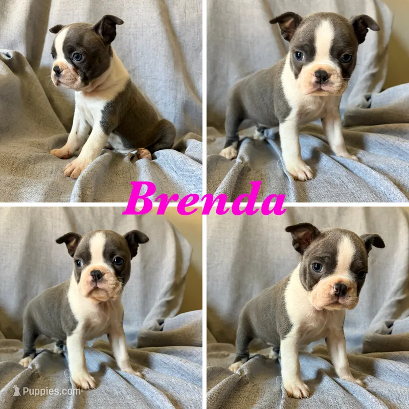 Brenda – Boston Terrier puppy for sale in Merced, CA