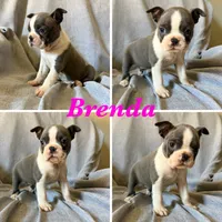 Brenda, a female Boston Terrier for sale in Merced, CA – 1 of 8