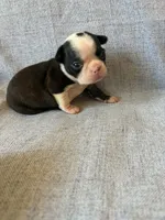 Aria, a female Boston Terrier for sale in Merced, CA – 4 of 7