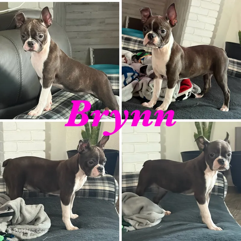 Brynn – Boston Terrier puppy for sale in Merced, CA