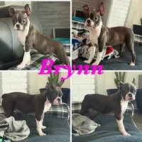Brynn, a female Boston Terrier for sale in Merced, CA – 4 of 6