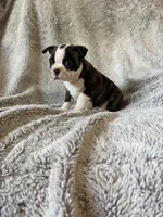 Mindy, a female Boston Terrier for sale in Merced, CA – 5 of 6