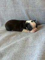 Aria, a female Boston Terrier for sale in Merced, CA – 2 of 7