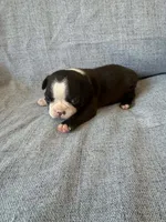 Ayla, a female Boston Terrier for sale in Merced, CA – 7 of 7