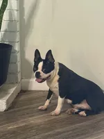 Patty, a female Boston Terrier for sale in Merced, CA – 2 of 4