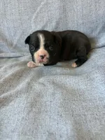 Ava, a female Boston Terrier for sale in Merced, CA – 6 of 7