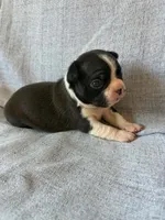 Ava, a female Boston Terrier for sale in Merced, CA – 2 of 7