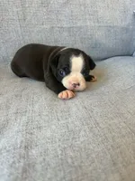Ayla, a female Boston Terrier for sale in Merced, CA – 3 of 7
