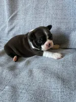 Bonnie, a female Boston Terrier for sale in Merced, CA – 7 of 7