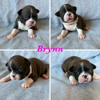 Brynn, a female Boston Terrier for sale in Merced, CA – 1 of 7