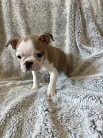 Dexter , a male Boston Terrier for sale in Merced, CA – 5 of 6