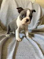Brenda, a female Boston Terrier for sale in Merced, CA – 3 of 8