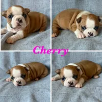 Cherry, a female Boston Terrier for sale in Merced, CA – 1 of 7
