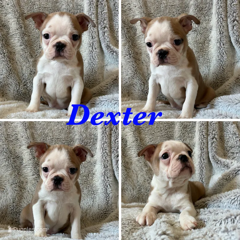 Dexter  – Boston Terrier puppy for sale in Merced, CA