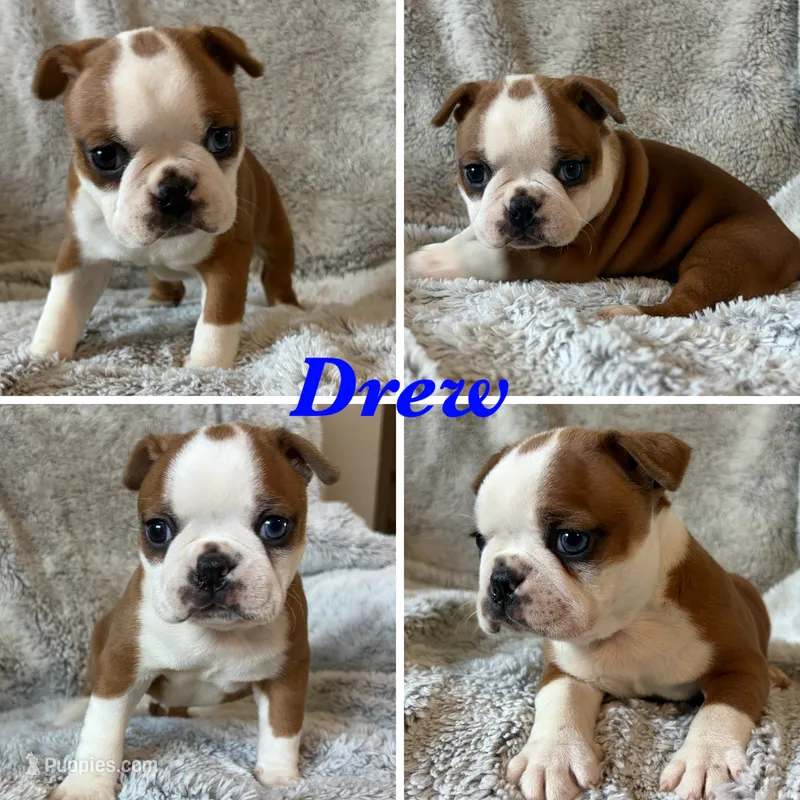 Drew – Boston Terrier puppy for sale in Merced, CA