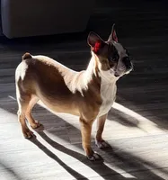 Johnny , a male Boston Terrier for sale in Merced, CA – Photo 2 of 8