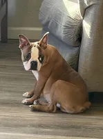 Johnny , a male Boston Terrier for sale in Merced, CA – Photo 3 of 8