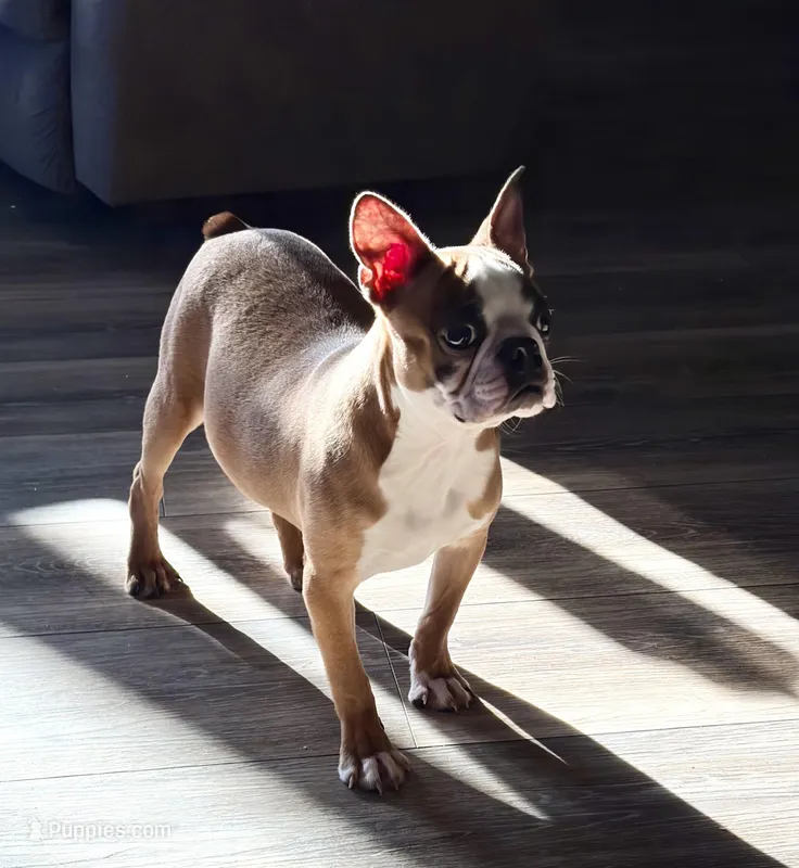 Johnny  – Boston Terrier puppy for sale in Merced, CA