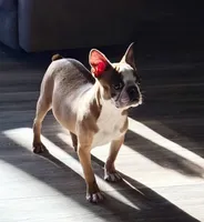 Johnny , a male Boston Terrier for sale in Merced, CA – Photo 1 of 8