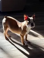 Johnny , a male Boston Terrier for sale in Merced, CA – Photo 4 of 8