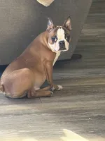 Johnny , a male Boston Terrier for sale in Merced, CA – Photo 7 of 8