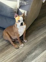 Johnny , a male Boston Terrier for sale in Merced, CA – Photo 8 of 8