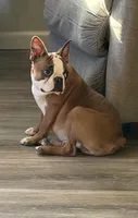 Johnny , a male Boston Terrier for sale in Merced, CA – Photo 6 of 8