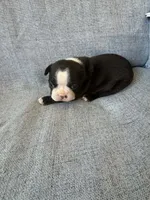 Ayla, a female Boston Terrier for sale in Merced, CA – 6 of 7