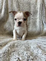 Dexter , a male Boston Terrier for sale in Merced, CA – 3 of 6