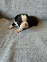 Allie, a female Boston Terrier for sale in Merced, CA – 7 of 7
