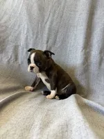 Annie, a female Boston Terrier for sale in Merced, CA – 5 of 5