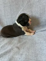 Ava, a female Boston Terrier for sale in Merced, CA – 7 of 7