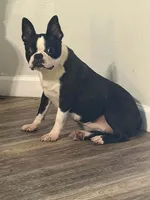 Patty, a female Boston Terrier for sale in Merced, CA – 3 of 4