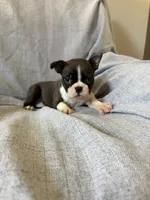 Bonnie, a female Boston Terrier for sale in Merced, CA – 2 of 5