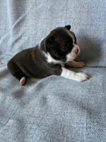 Bonnie, a female Boston Terrier for sale in Merced, CA – 4 of 7