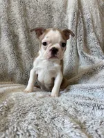 Dexter , a male Boston Terrier for sale in Merced, CA – 2 of 6