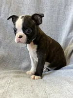 Aria, a female Boston Terrier for sale in Merced, CA – 2 of 5