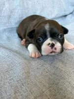 Brynn, a female Boston Terrier for sale in Merced, CA – 2 of 7