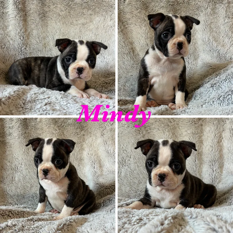 Mindy – Boston Terrier puppy for sale in Merced, CA