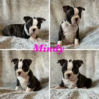 Mindy, a female Boston Terrier for sale in Merced, CA – 1 of 6