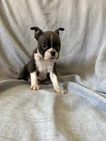 Brynn, a female Boston Terrier for sale in Merced, CA – 3 of 5