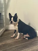 Patty, a female Boston Terrier for sale in Merced, CA – 1 of 4