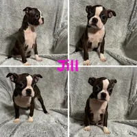 Jill, a female Boston Terrier for sale in Merced, CA – Photo 1 of 7